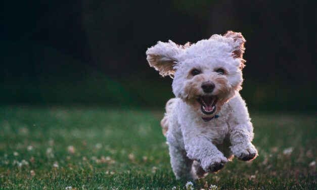 Custódia Compartilhada de Animais – Lei 15.392/26